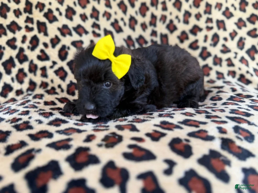Aussiedoodle dogs for sale: Dixie  - Ad 6