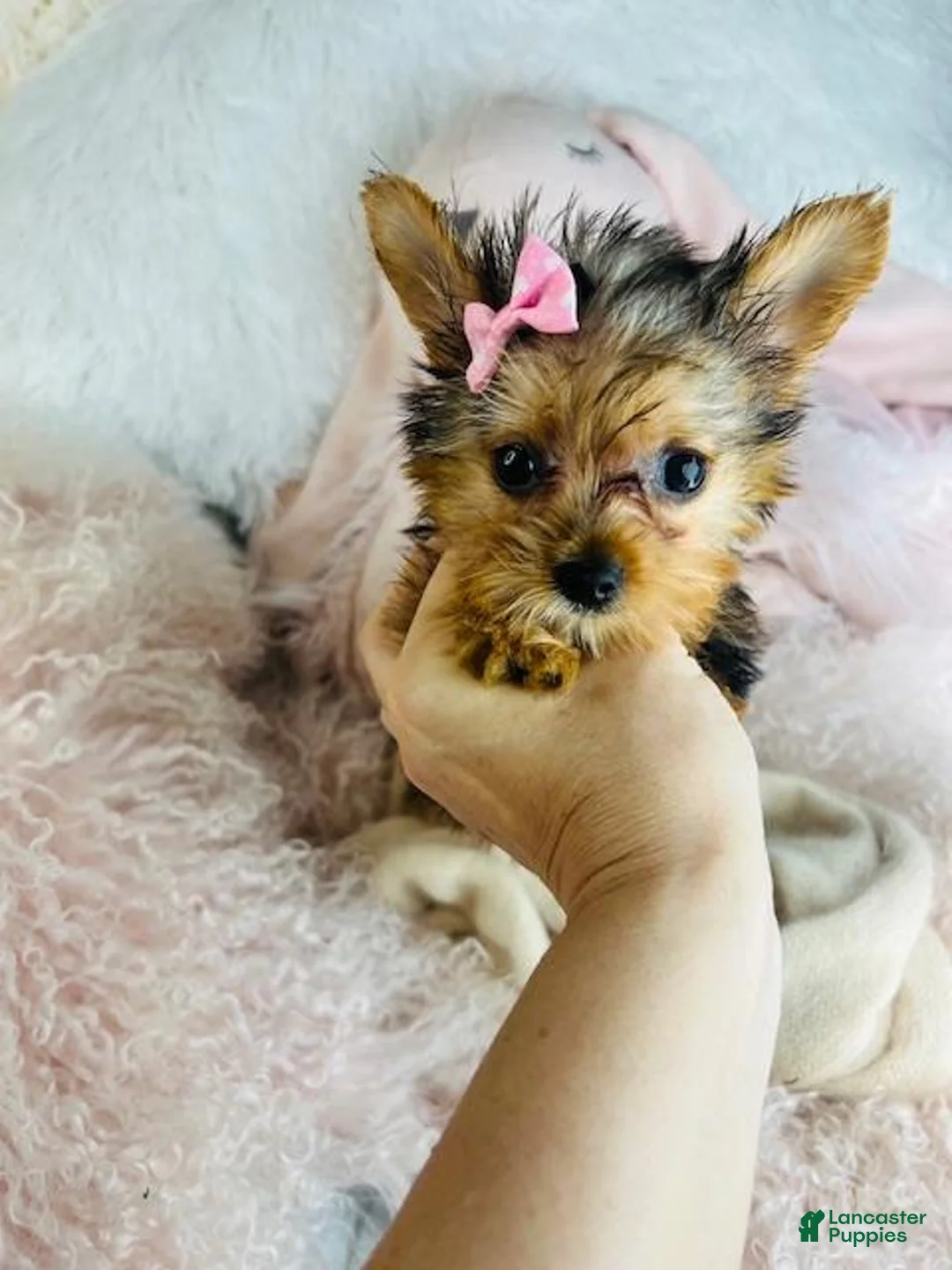 Yorkshire Terrier dogs for sale: Yorkshire Terrier Puppy 1 - Ad 2