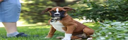 Boxer dogs for sale: Annie - Ad 5