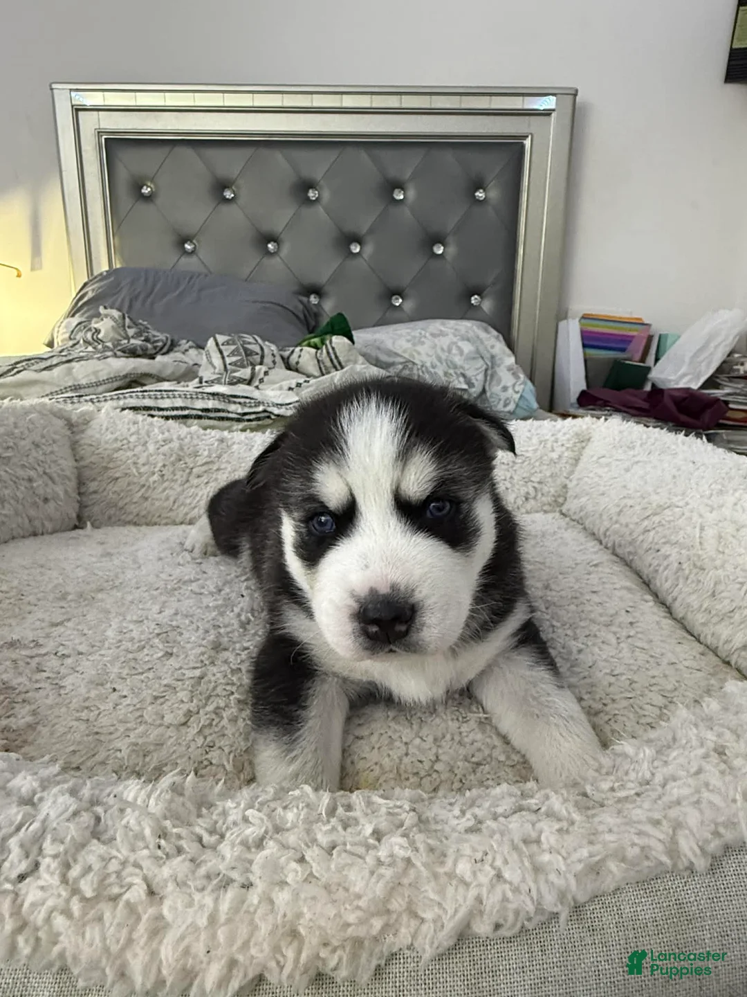 Siberian Husky dogs for sale: Nova - Ad 2
