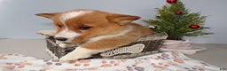 Welsh Corgi Pembroke dogs for sale: Welsh Corgi Pembroke Puppy 2 Roxanne - Ad 2