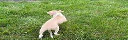 Italian Greyhound dogs for sale: Italian Greyhound female 2 fawn and white  - Ad 9