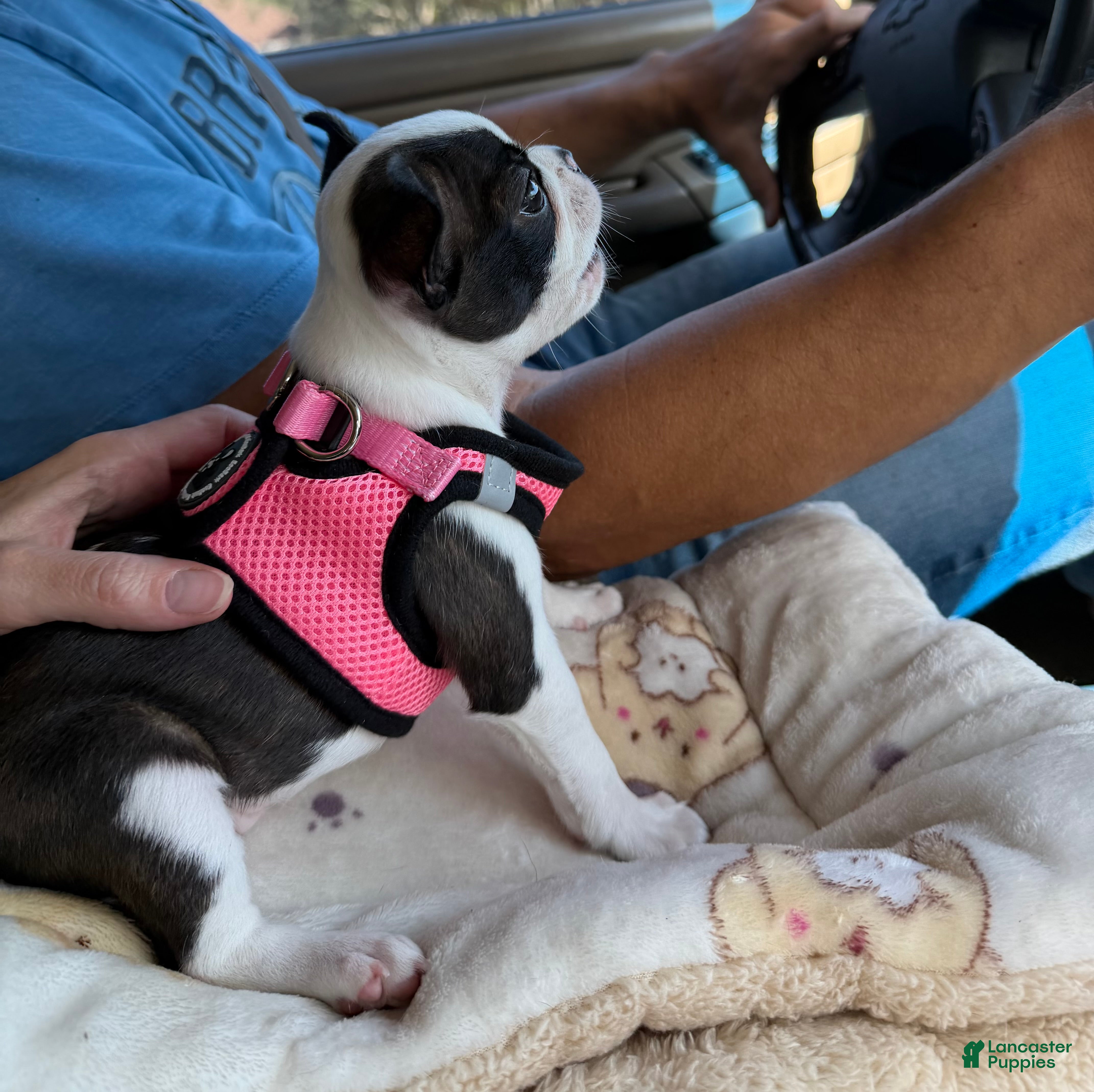 Boston Terrier dogs for sale: Jesse  - Ad 1