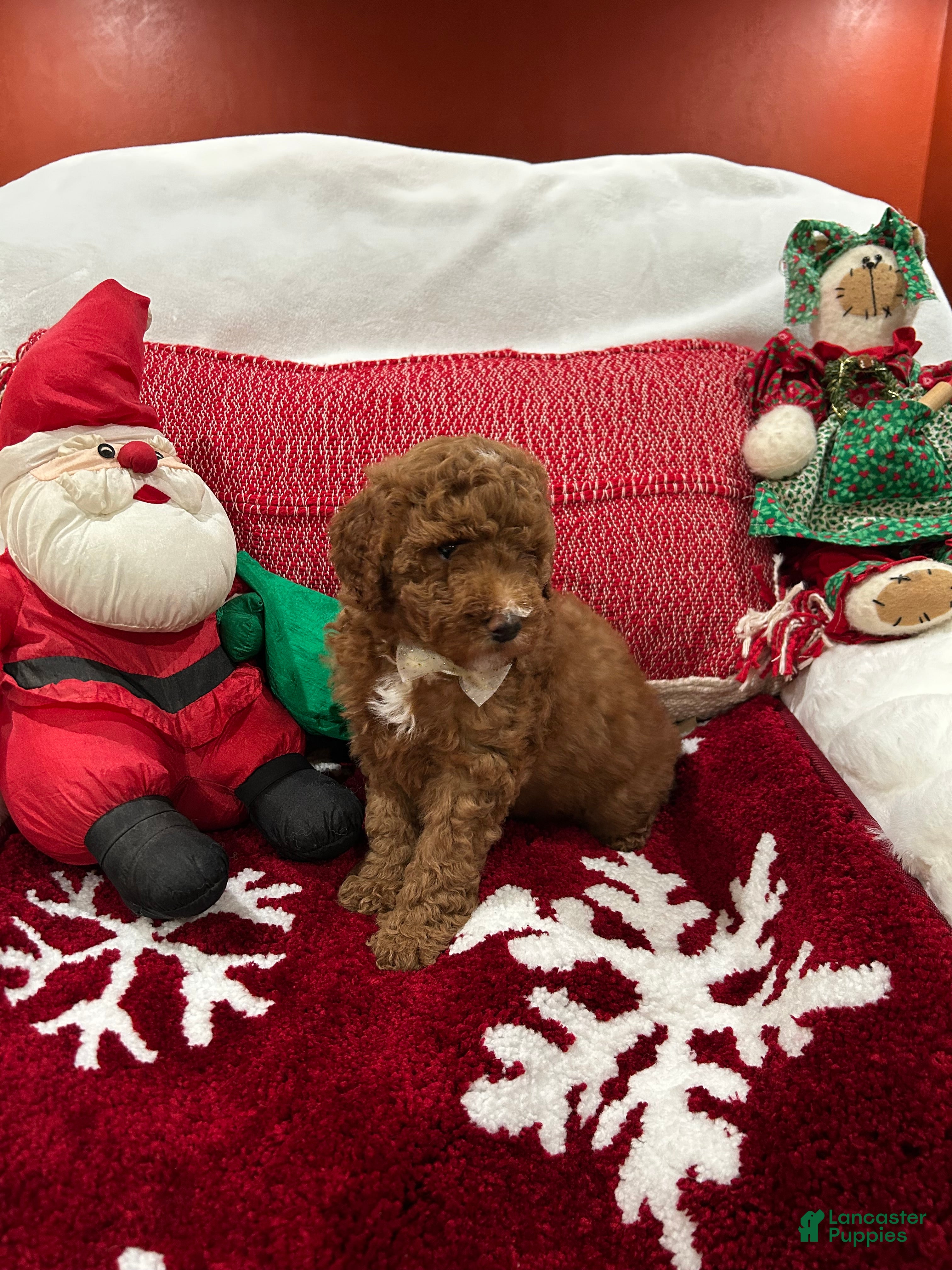 Mini Goldendoodle dogs Petite Mini Goldendoodle Hershey - Ad 1