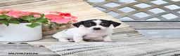 Chiweenie dogs for sale: Peanut  - Ad 3