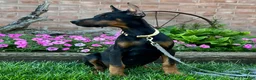 Doberman Pinscher dogs for sale: Zinnia - Ad 3