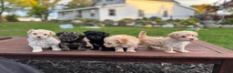 Maltipoo dogs for sale: Champ - Ad 8