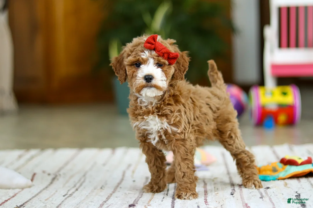 Mini Goldendoodle dogs for sale: Rachel - Ad 4