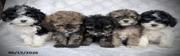 Maltipoo dogs for sale: Goldie - Ad 5