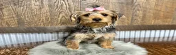 Yorkshire Terrier dogs for sale: Tarza - Ad 8
