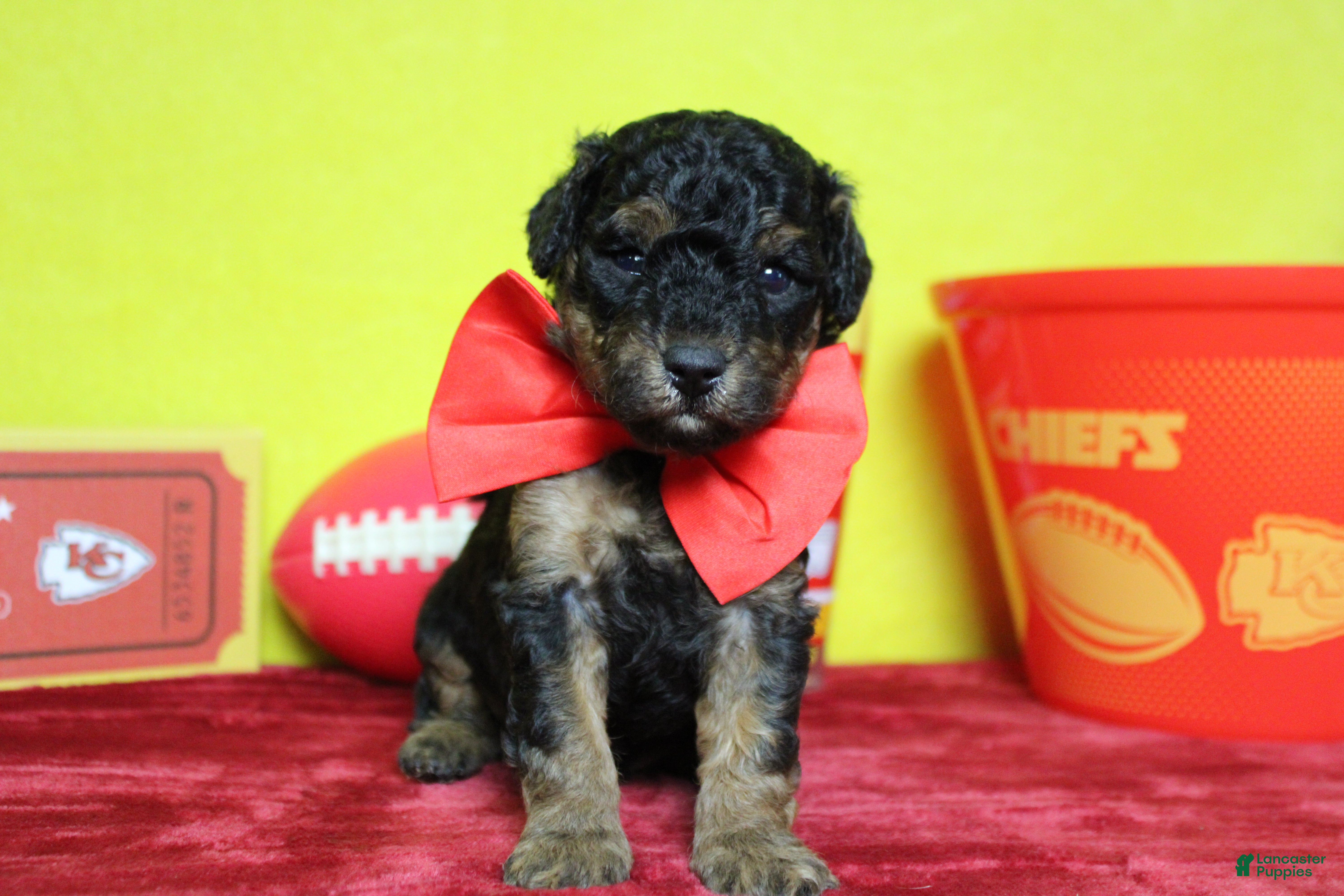 Toy Poodle dogs for sale: Ray  - Ad 15