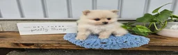 Pomeranian dogs for sale: Ivory - Ad 6