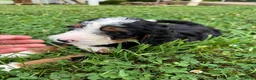 Bernedoodle dogs for sale: Ellie - Ad 8