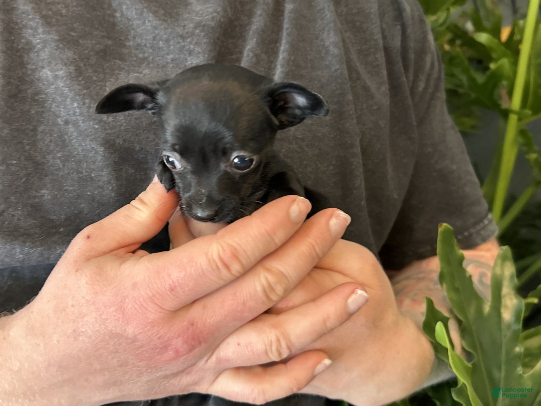 Mixed Breed dogs for sale: Tropical Night - Ad 2