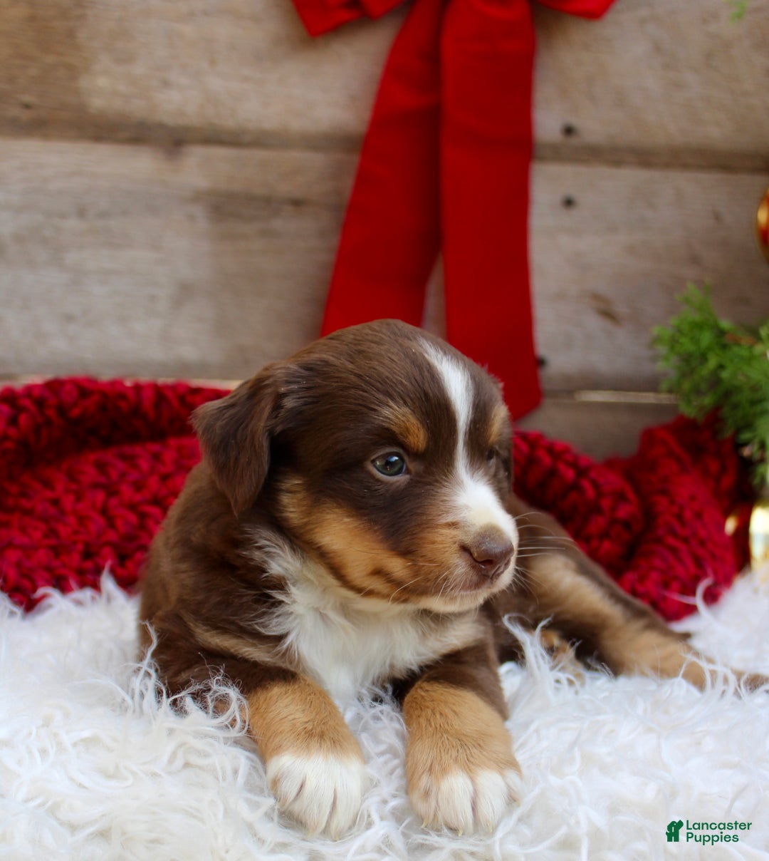 Miniature Australian Shepherd dogs for sale: Gracie  - Ad 6