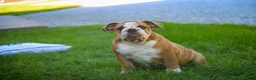English Bulldog dogs for sale: Dream English Bulldog leash trained and crate training in progress - Ad 8