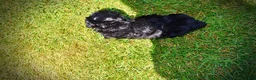 Havapoo dogs for sale: Isabella - Ad 8