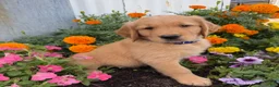 Golden Retriever dogs for sale: Hunter - Ad 5