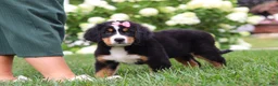 Bernese Mountain Dog dogs for sale: Marcy - Ad 10