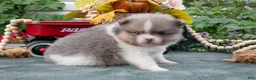 Pomeranian dogs for sale: Stuart - Ad 3