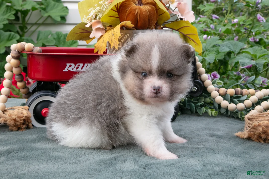 Pomeranian dogs for sale: Stuart - Ad 3