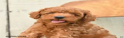 Miniature Poodle dogs for sale: Sully - Ad 3