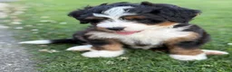 Mini Bernedoodle dogs for sale: Aurora - Ad 2