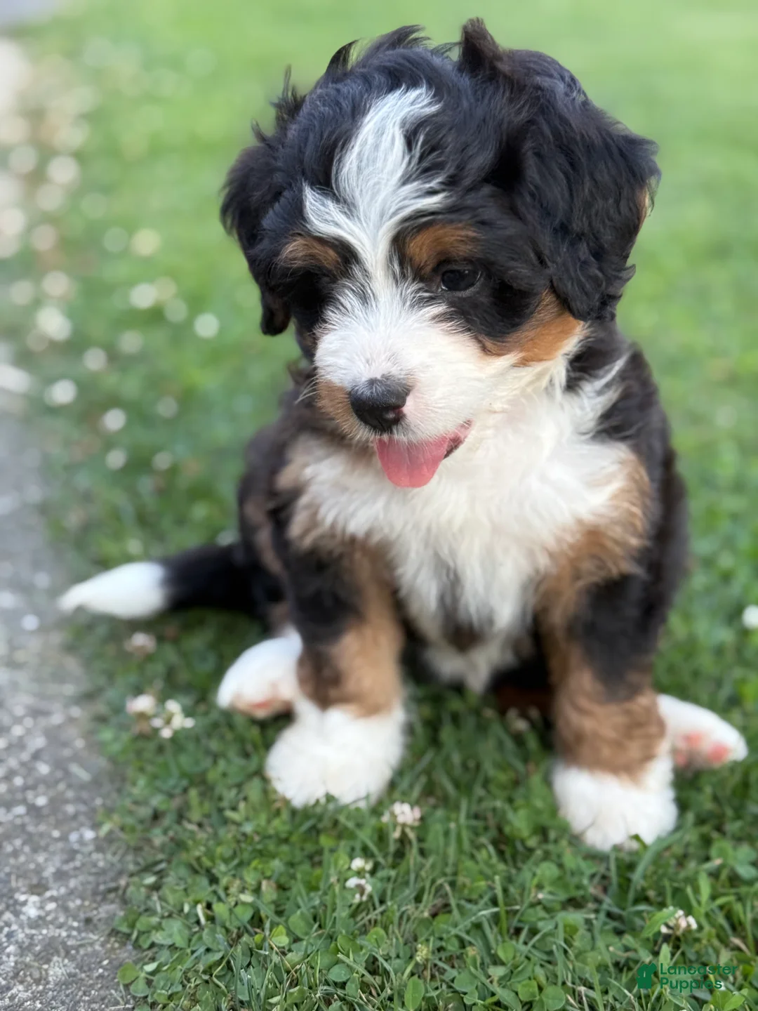 Mini Bernedoodle dogs for sale: Aurora - Ad 2