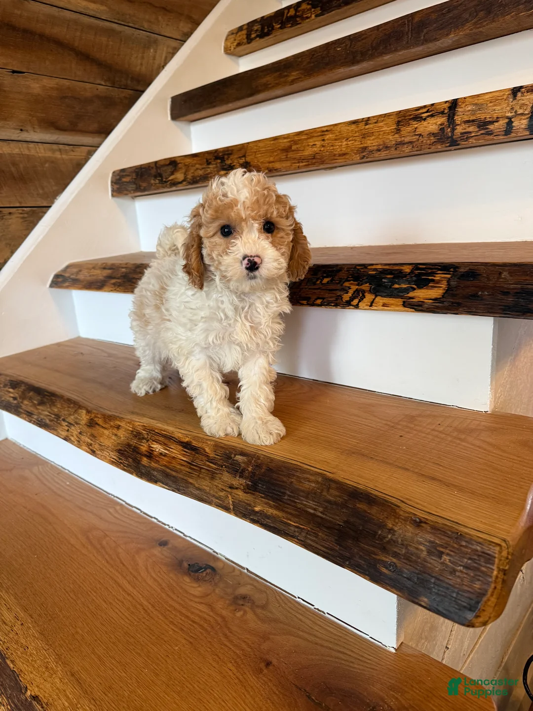 Cavapoo dogs for sale: Charlie - Ad 2