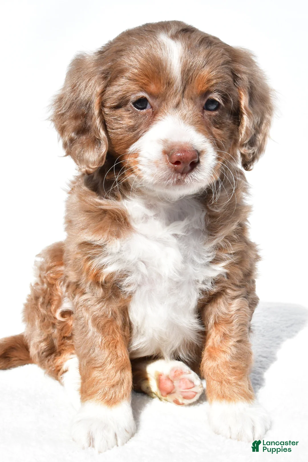 Mini Bernedoodle dogs for sale: Denise - Ad 1