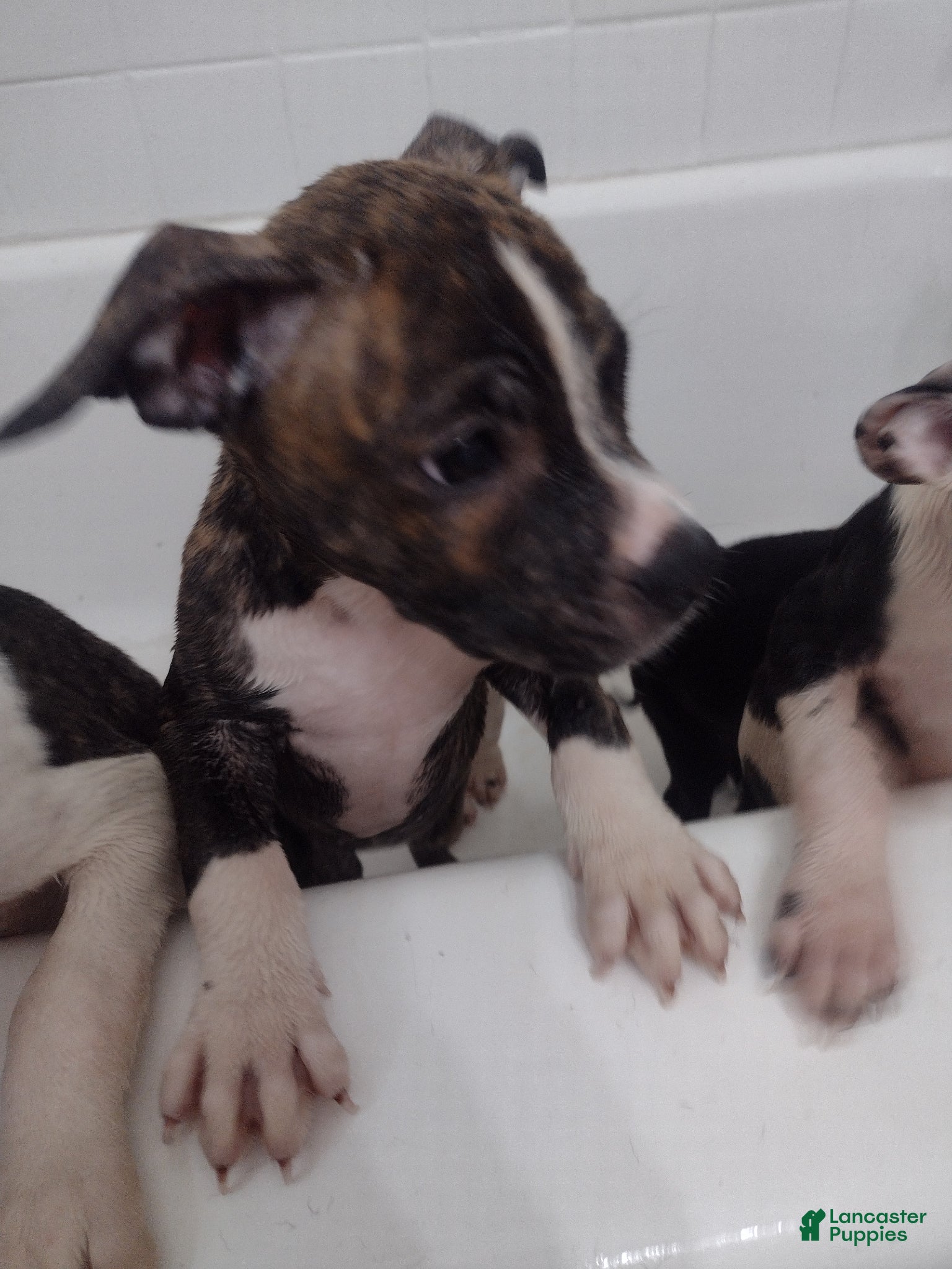 Mixed Breed dogs Laiyla  - Ad 1