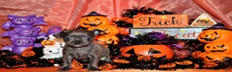 Chihuahua dogs for sale: Adelynn - Ad 3