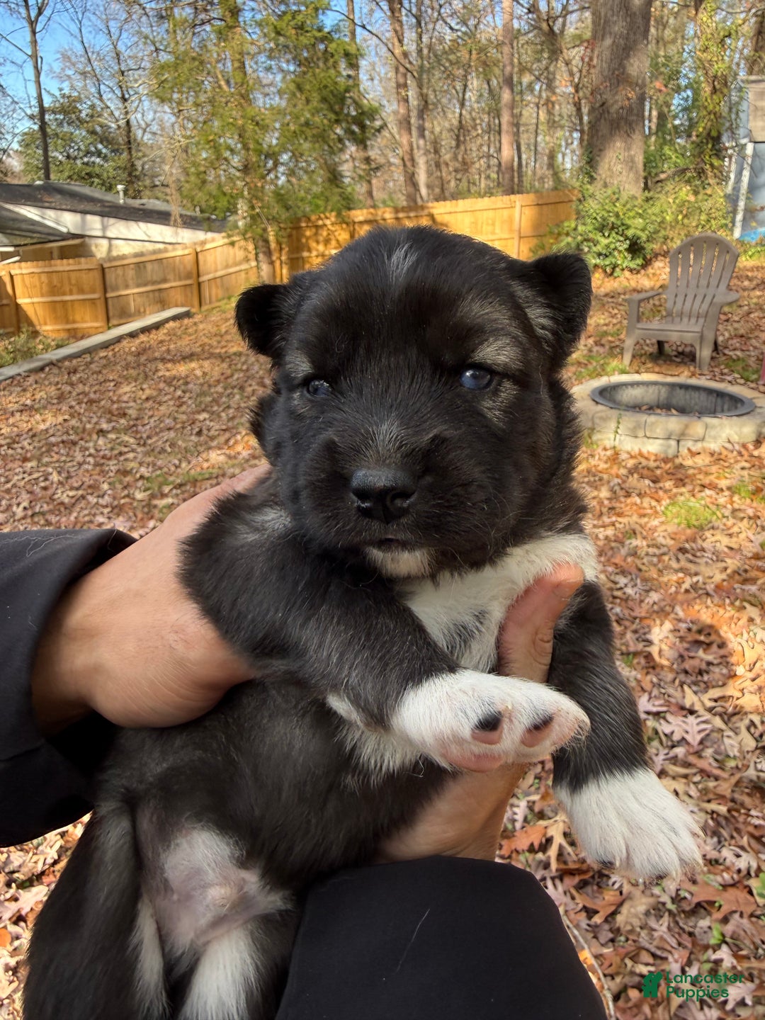 Siberian Husky dogs for sale: Dark - Ad 3