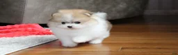 Pomeranian dogs for sale: Teacup Preston - Ad 12
