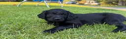 Goldendoodle dogs for sale: Diamond  - Ad 7