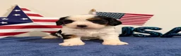 Cavapoo dogs for sale: Yankee - Ad 6
