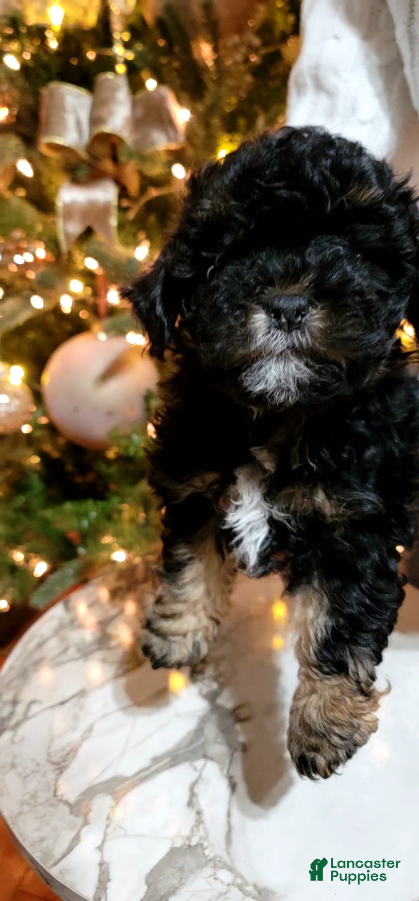 Shihpoo dogs Sasha - Ad 19