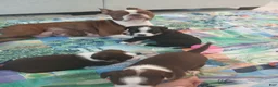 Mixed Breed dogs for sale: Mixed Breed 2 - Ad 12