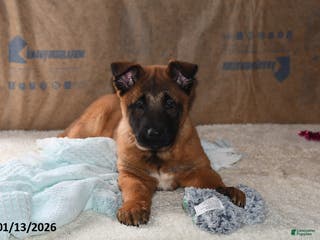 Belgian Malinois dogs Tanner - Ad 16