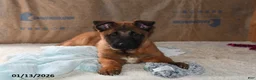 Belgian Malinois dogs for sale: Tanner - Ad 1
