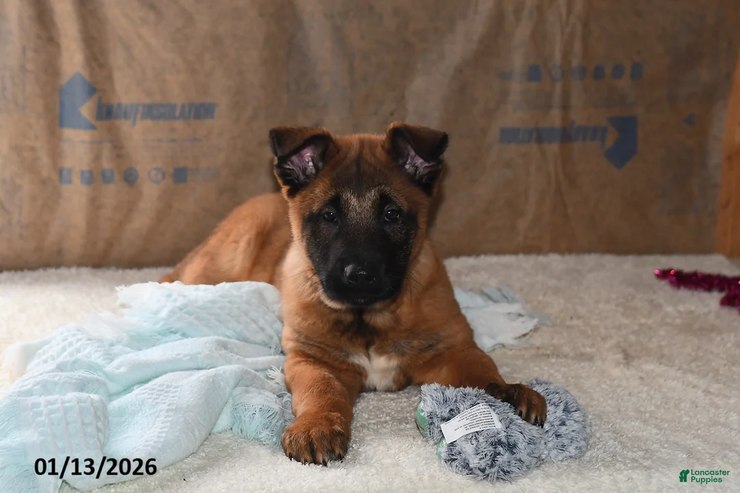 Belgian Malinois dogs for sale: Tanner - Ad 1