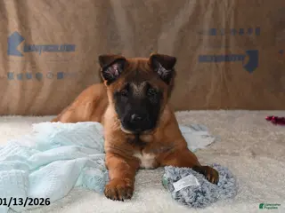 Belgian Malinois dogs Tanner - Ad 10