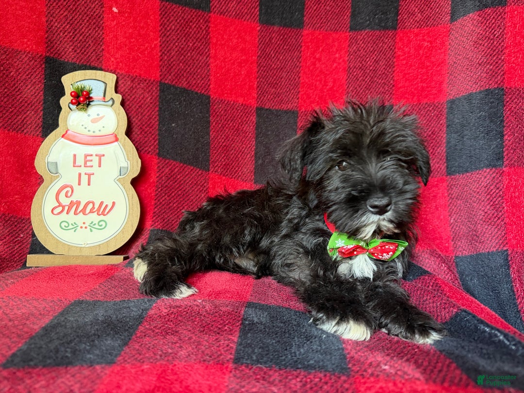 Miniature Schnauzer dogs for sale: Rudolf  - Ad 5