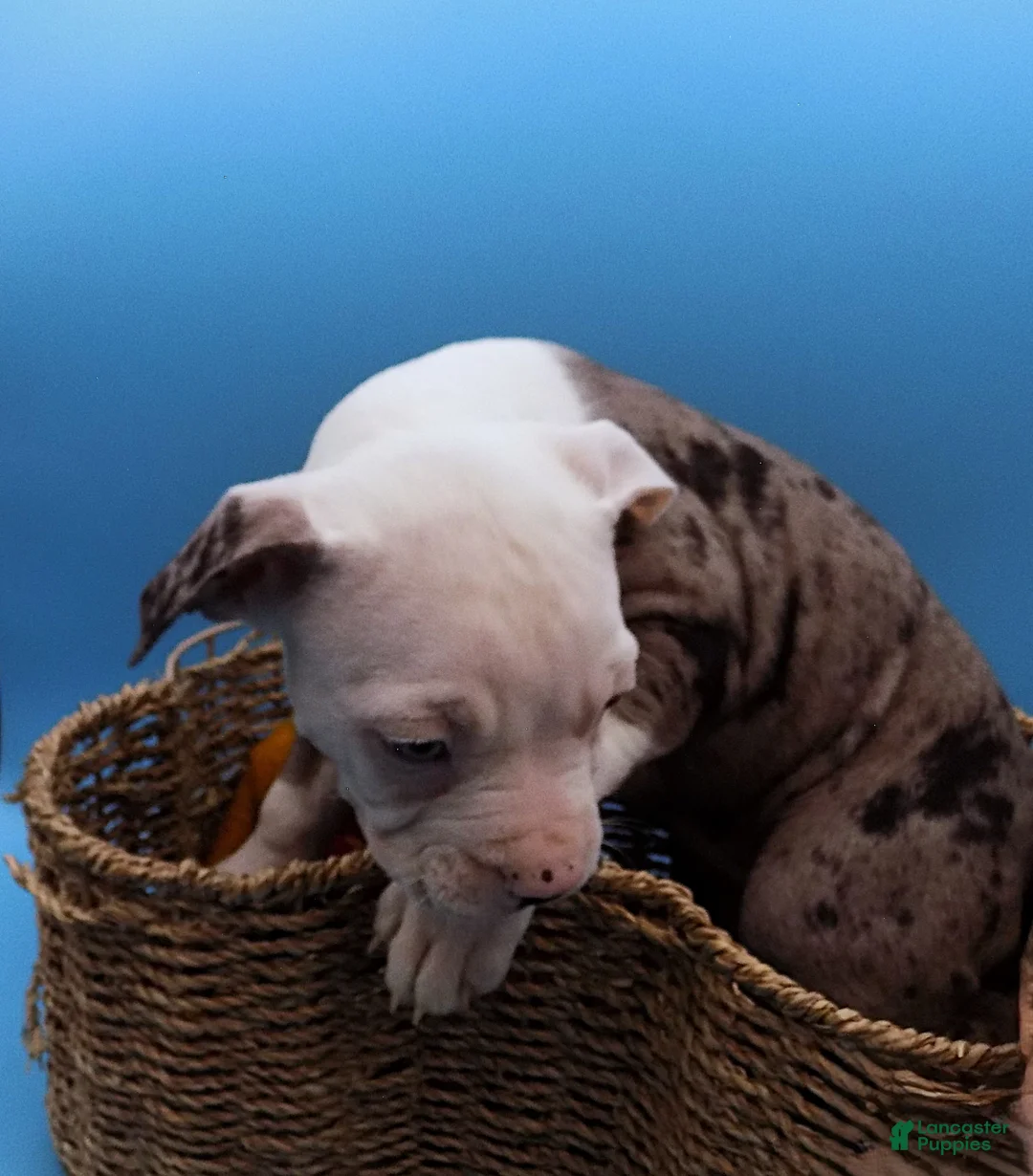 Mixed Breed dogs for sale: Lillith - Ad 8