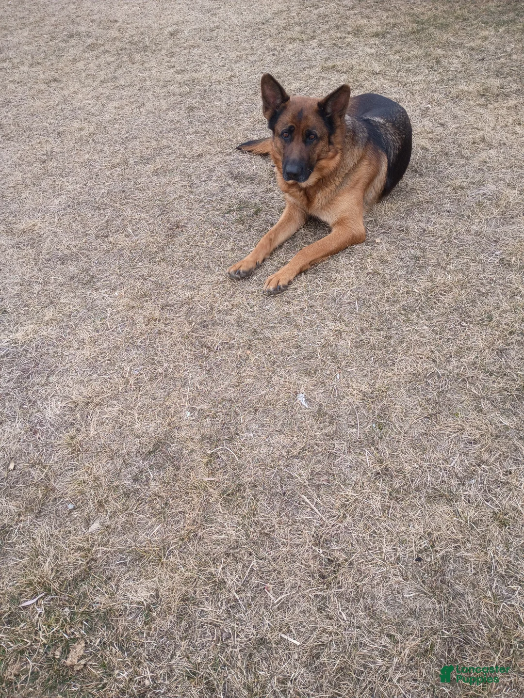 German Shepherd dogs for sale: German Shepherd Puppy 1 - Ad 9