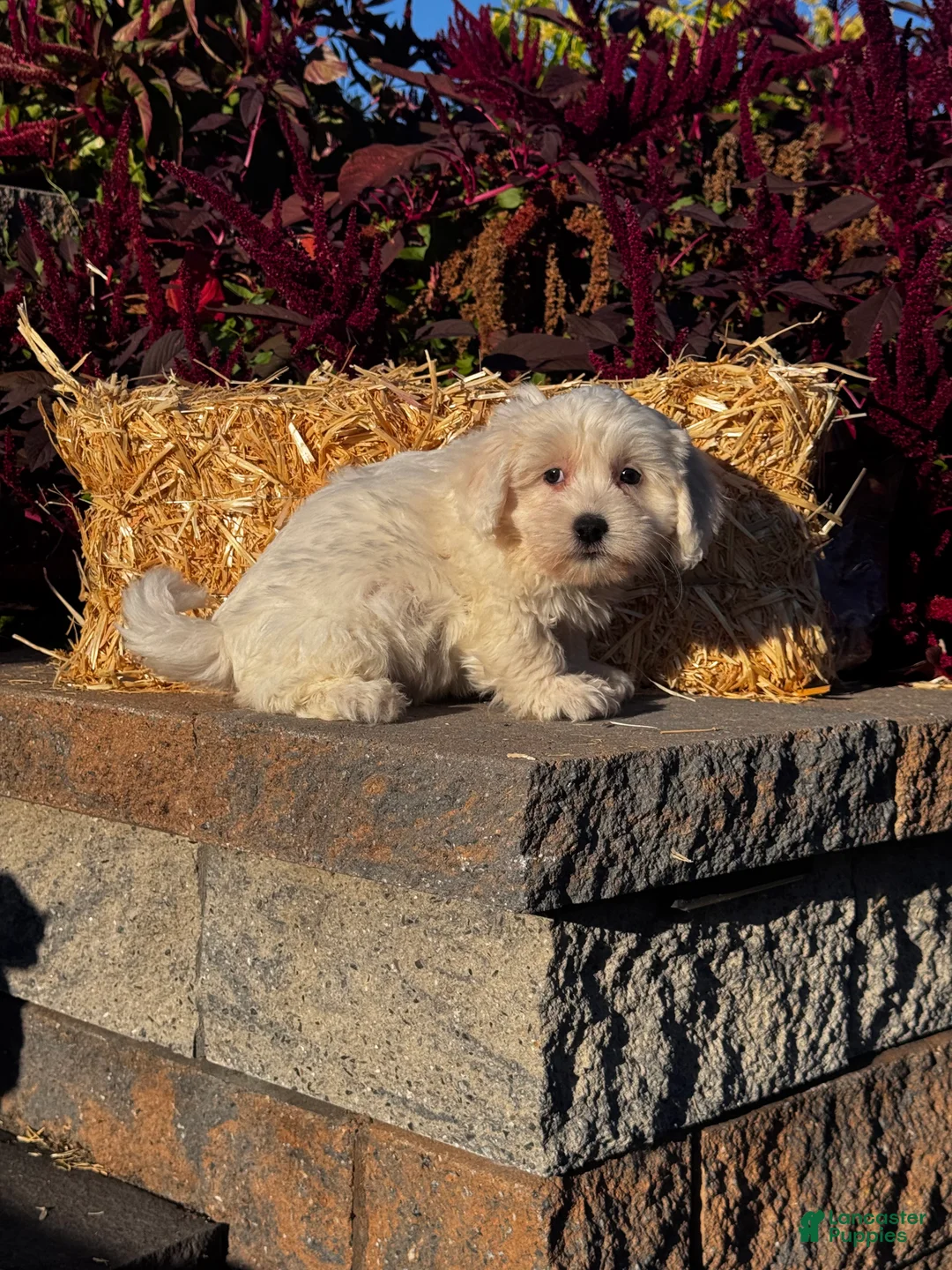 Coton De Tulear dogs for sale: Clyde  - Ad 2