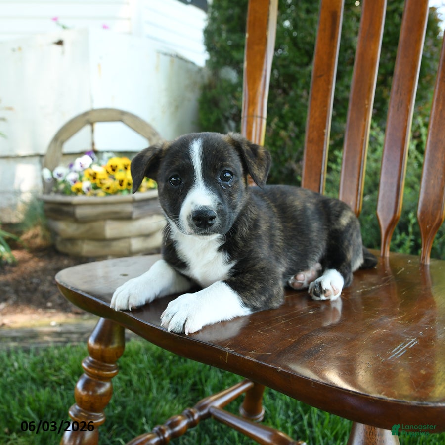 Mixed Breed dogs Jamian - Ad 1