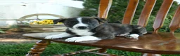 Mixed Breed dogs for sale: Jamian - Ad 1