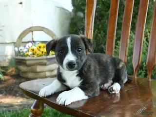 Mixed Breed dogs for sale: Jamian - Ad 4
