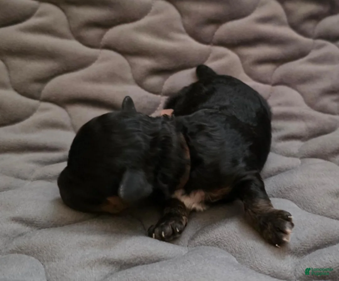 Toy Poodle dogs for sale: Eli - Ad 5